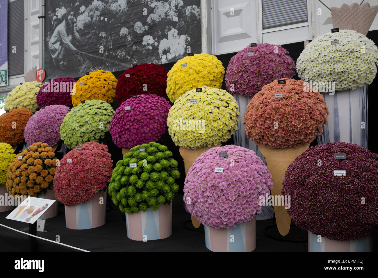 Chrysanthemums on display at Chelsea Flower Show 2015 Stock Photo