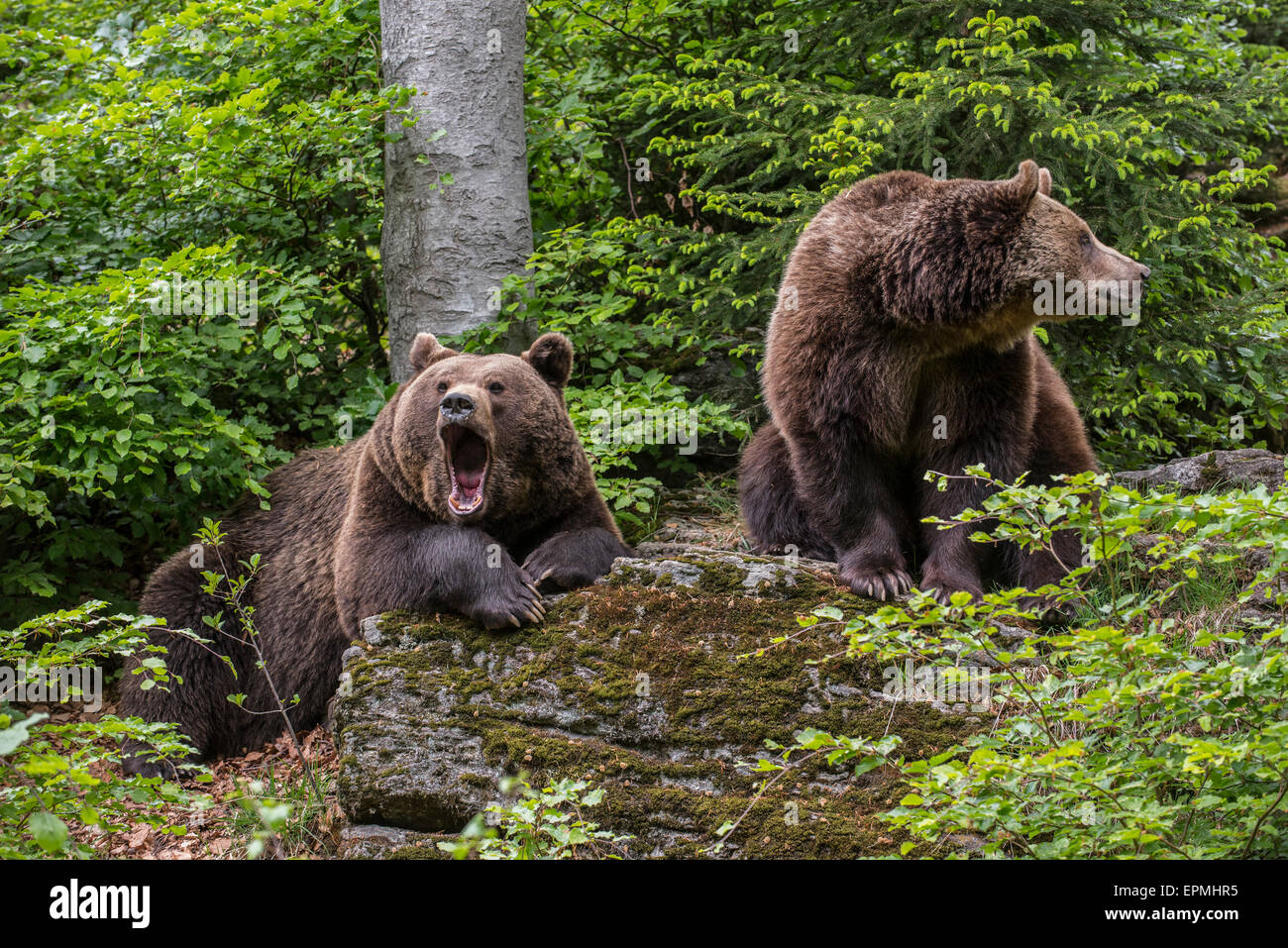 Male and female European brown bears (Ursus arctos arctos) in forest Stock Photo