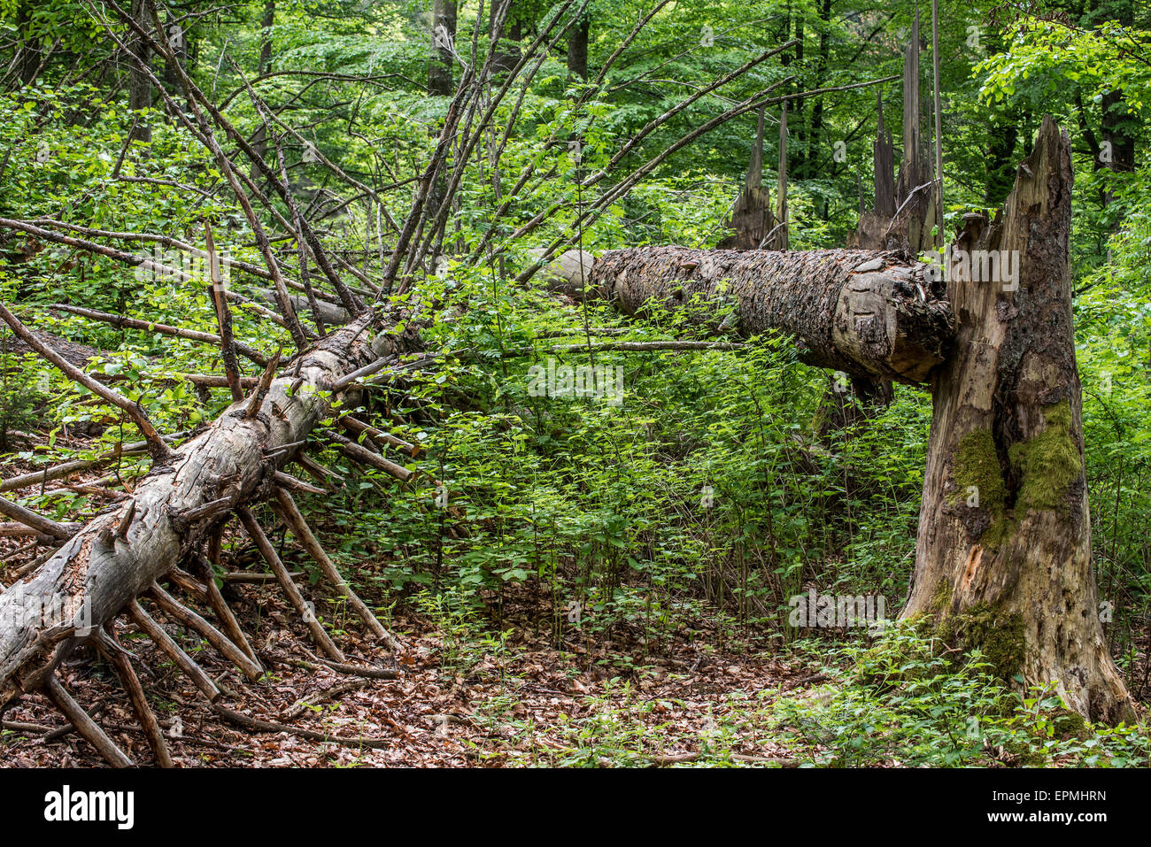 Storm damage in forest showing broken tree trunks, snapped by hurricane winds Stock Photo