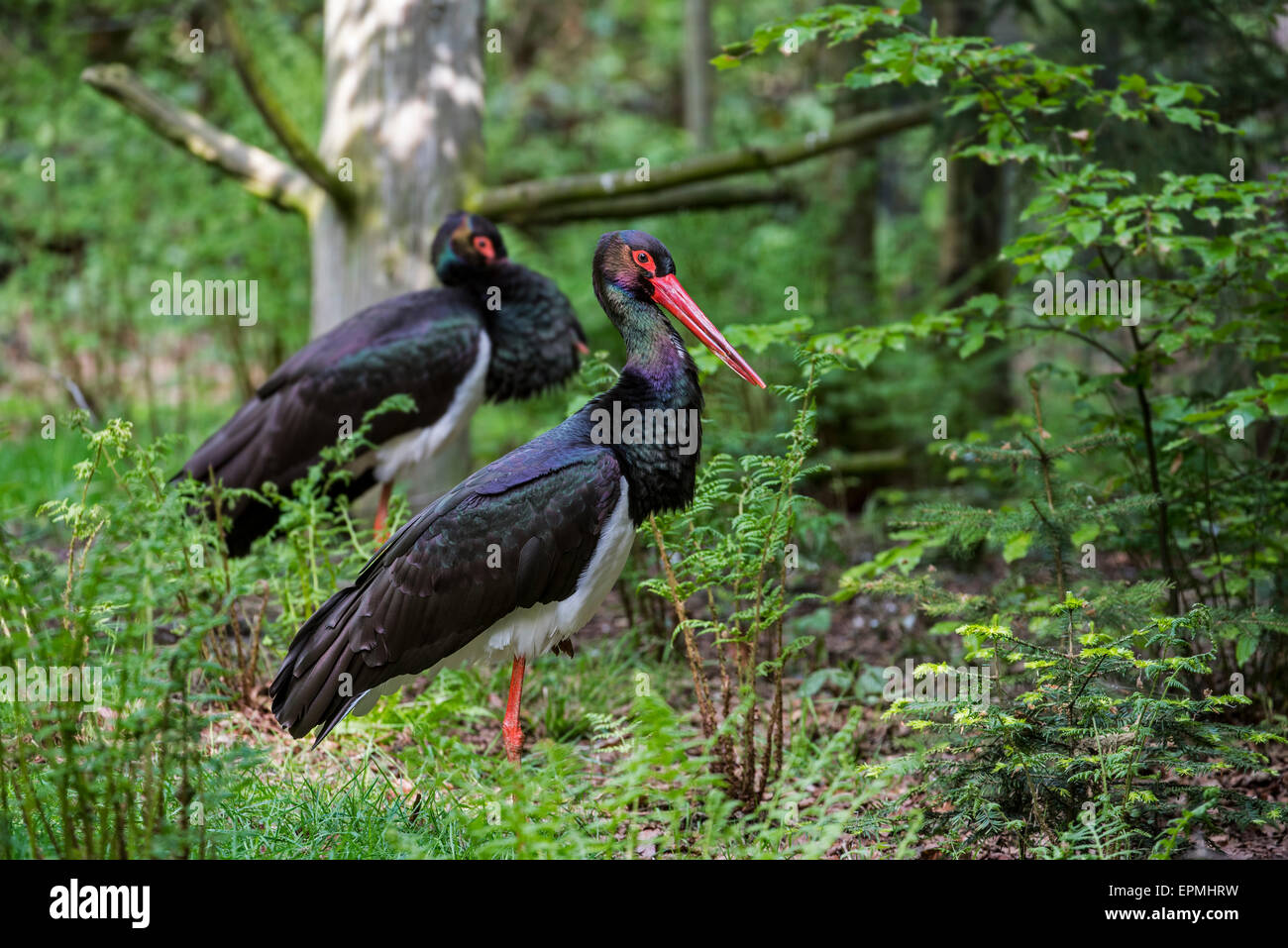 Two black storks (Ciconia nigra) resting in forest Stock Photo