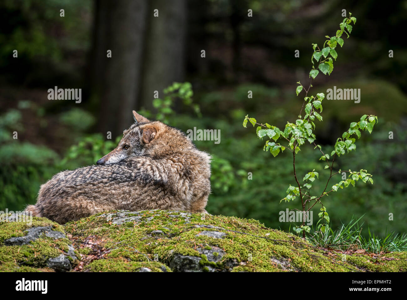 European grey wolf (Canis lupus) resting on rock in forest and looking backwards Stock Photo