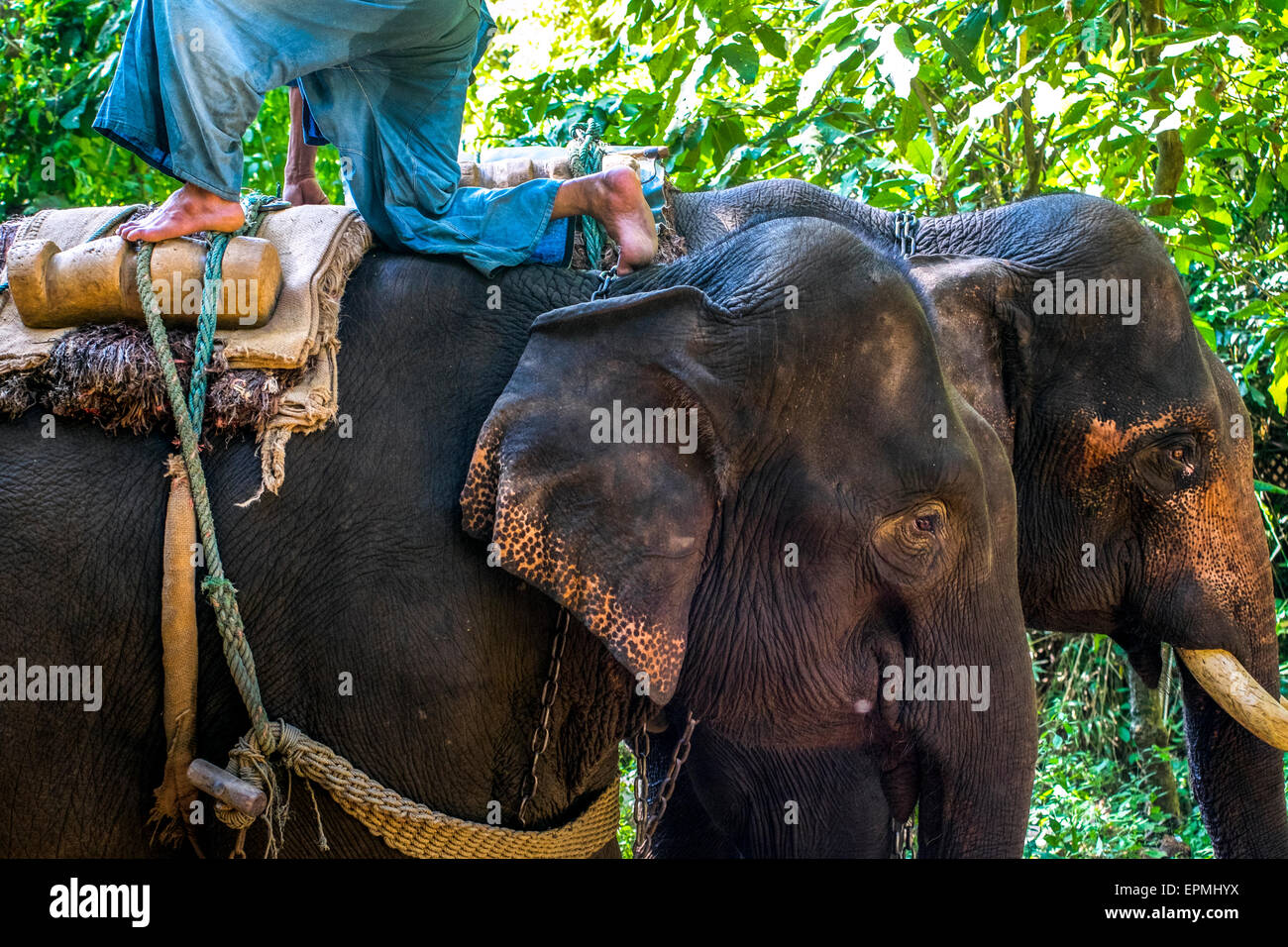 Asia. Thailand, Chiang Dao. Elephant center. Mahout and his elephant. Stock Photo