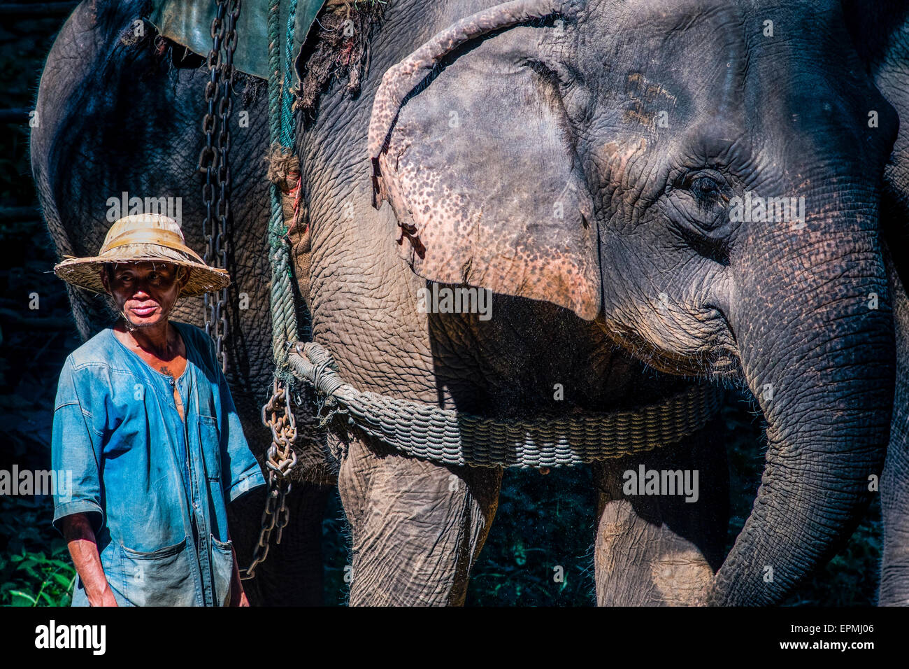 Asia. Thailand, Chiang Dao. Elephant center. Mahout and his elephant. Stock Photo