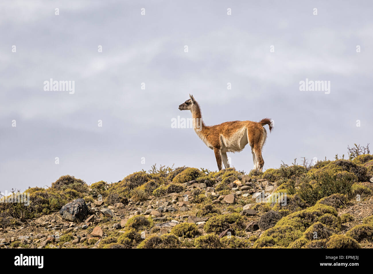 South America, Chile, Vicuna, Torres del Paine National Park Stock Photo