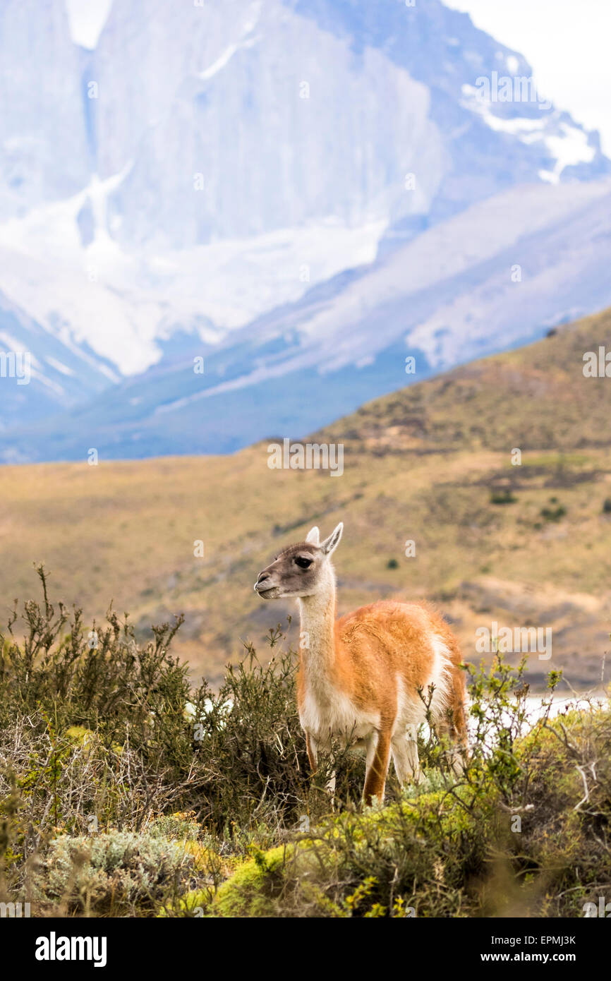 South America, Chile, Vicuna, Torres del Paine National Park Stock Photo