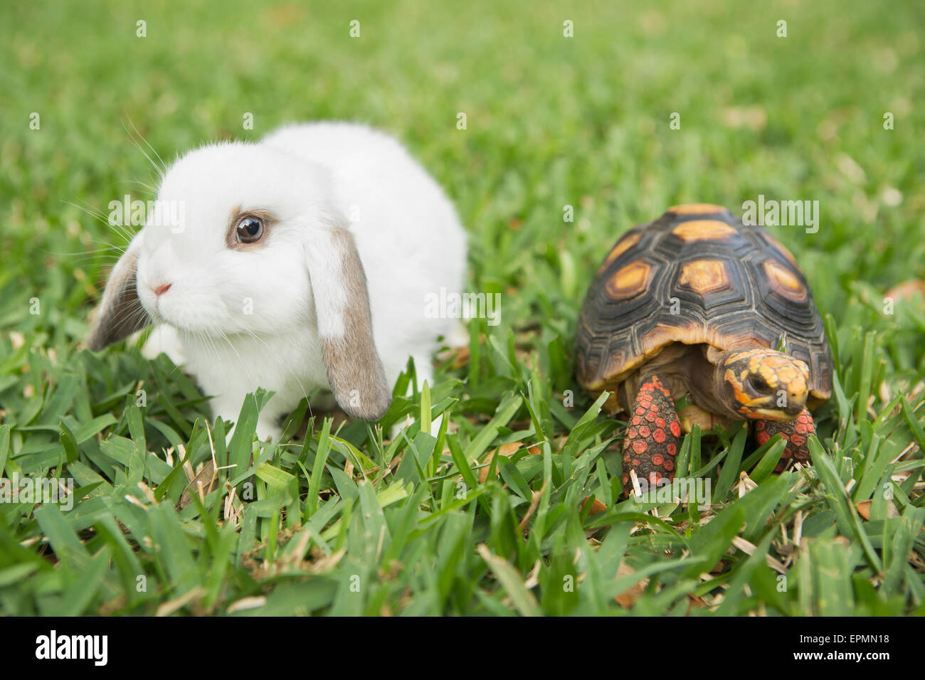 A small tortoise and a white rabbit on the grass Stock Photo - Alamy