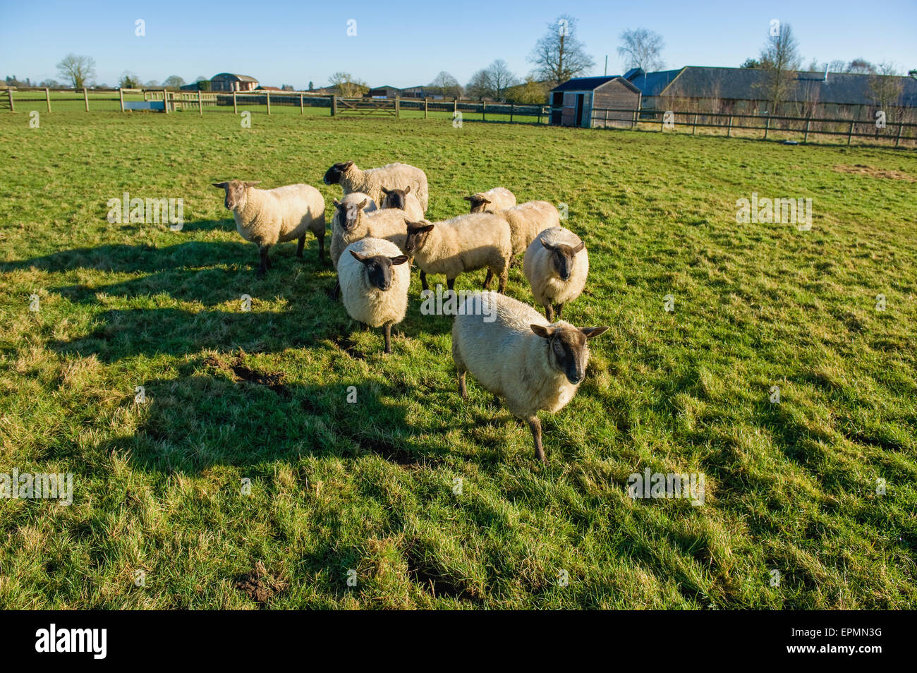 A small flock of sheep in a field. Stock Photo