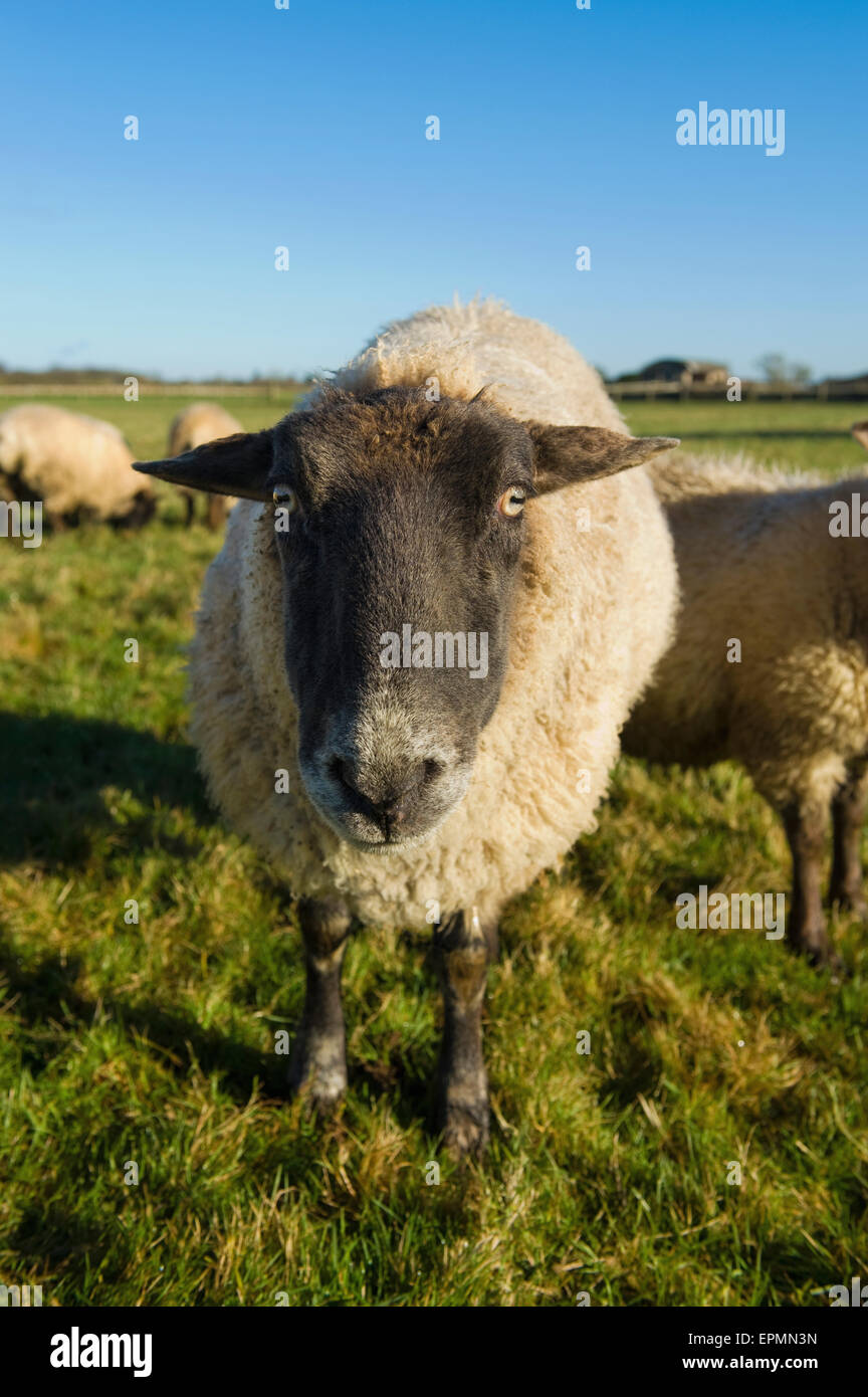 A small flock of sheep in a field. Stock Photo