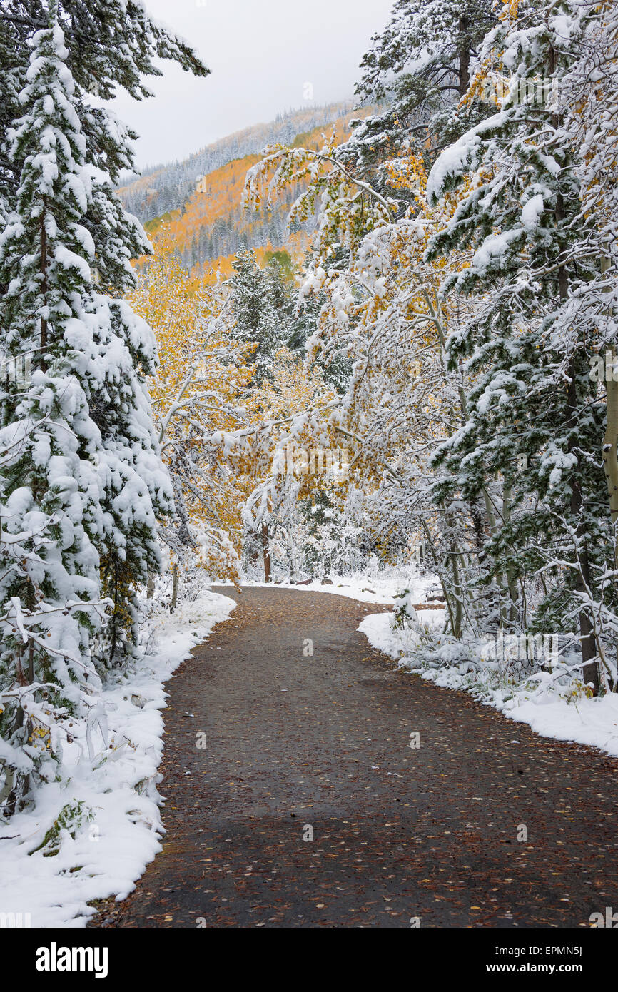 A path, road through the pine trees with boughs laden with snow. Stock Photo