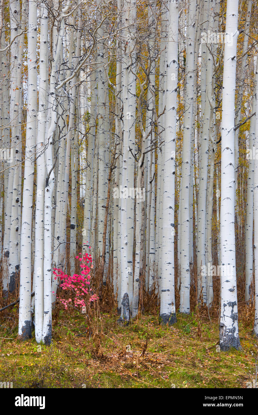 Fall colours in the Wasatch Mountains, aspen trees with pale bark and straight trunks. Stock Photo