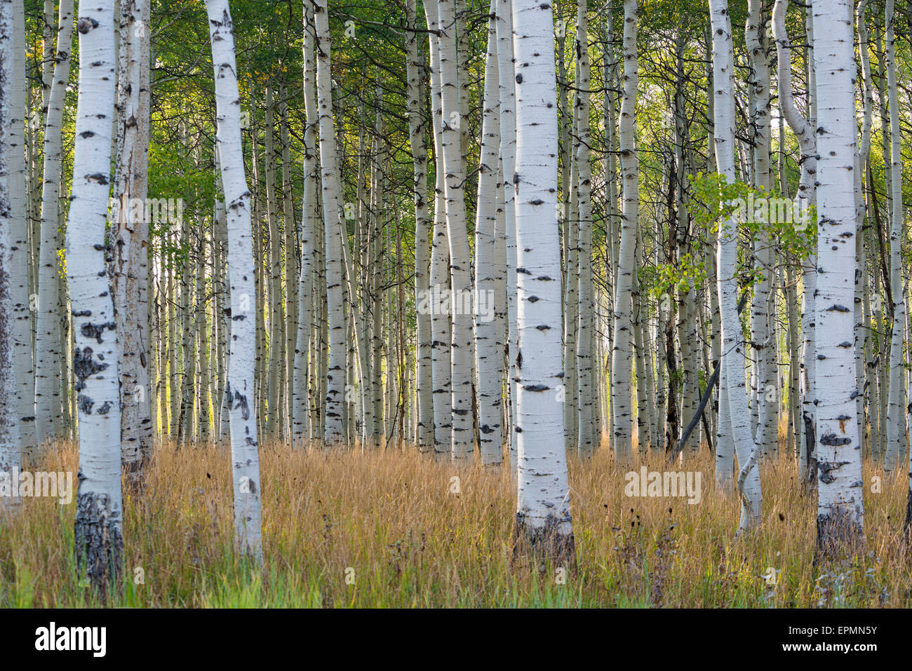The tall straight trunks of trees in the forests with pale grey bark