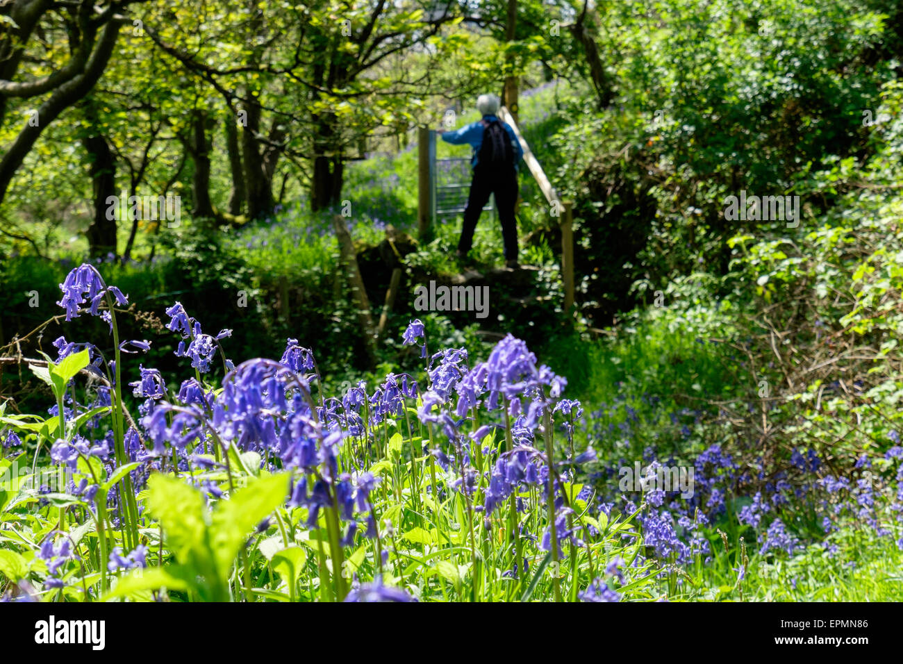 Country footpath through Bluebells with person walking to a gate in rural Bluebell woodland in spring. Rhydwyn Isle of Anglesey North Wales UK Britain Stock Photo