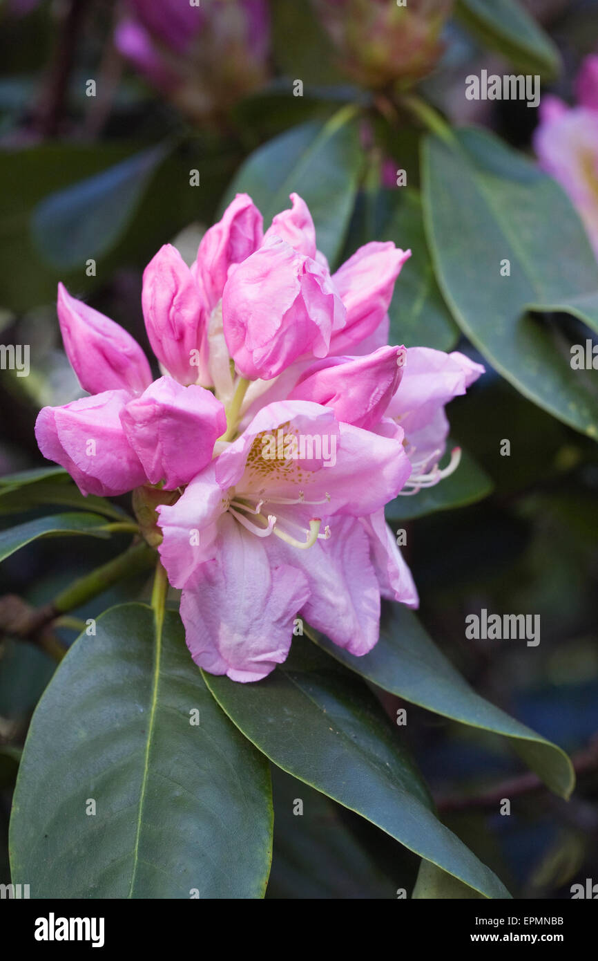 'Rhododendron Scintillation'. Stock Photo