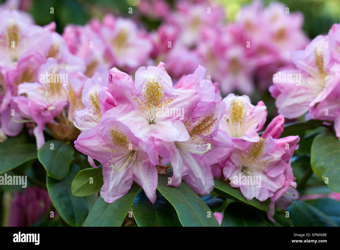 Rhododendron 'Scintillation'. Stock Photo