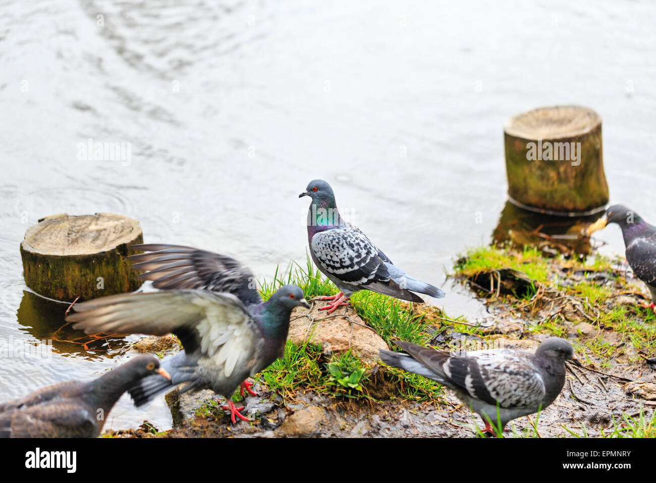 Wild doves pecking at food near the lake Stock Photo Alamy
