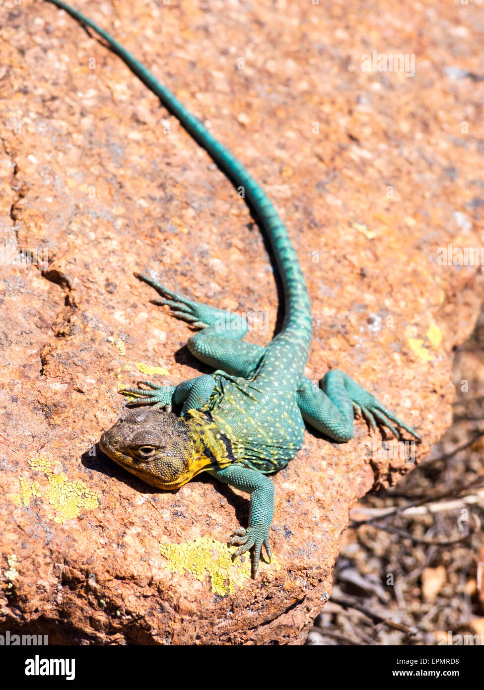 Lizard - Lizard of U.S. in the Southwest Stock Photo