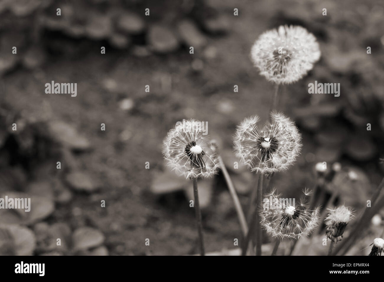 Monochrome image, dandelions Stock Photo
