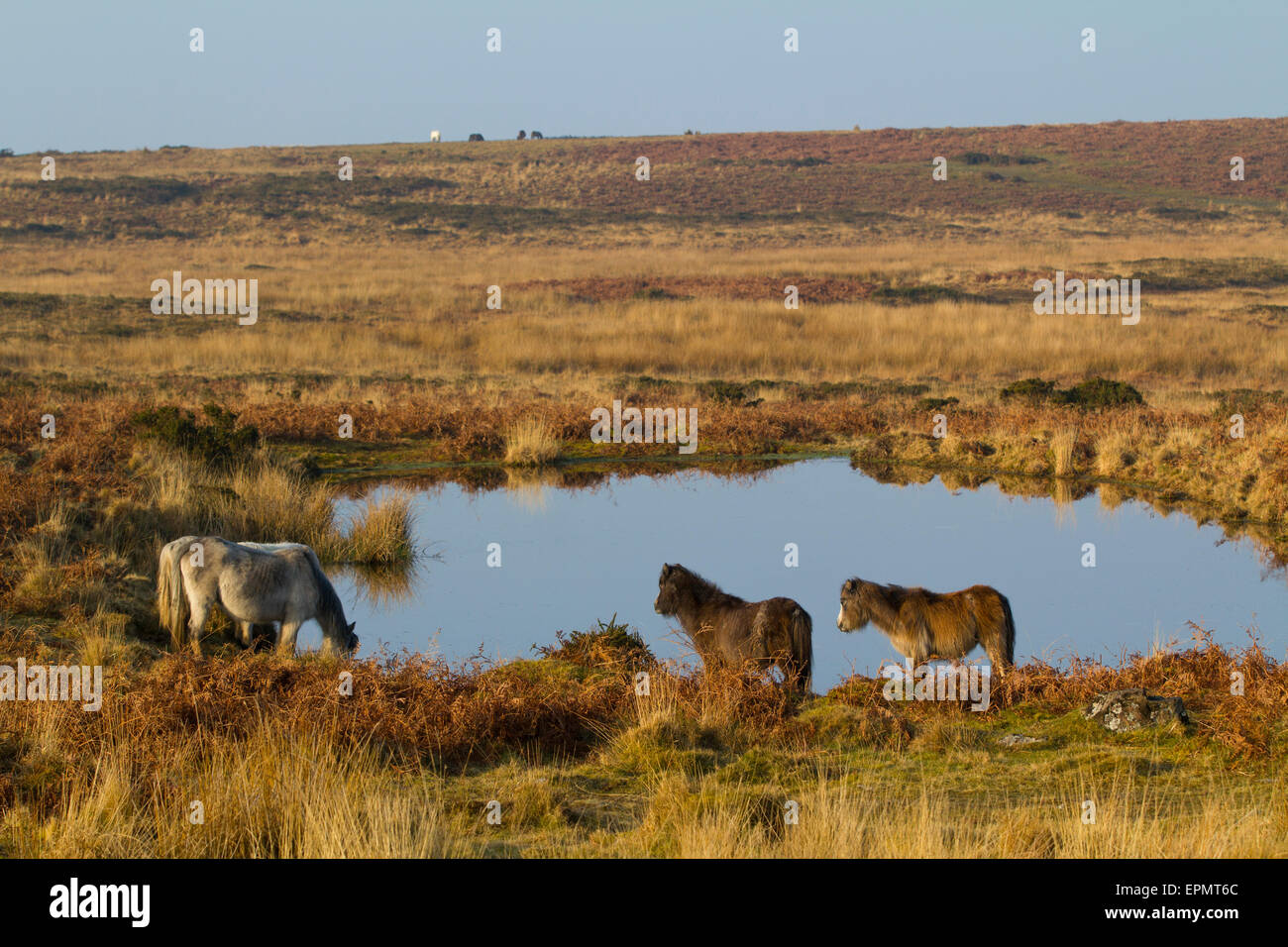 Wild ponies drinking in natural pool, Rhossili Down, Gower Peninsula, Swansea, Glamorgan, Wales, United Kingdom Stock Photo