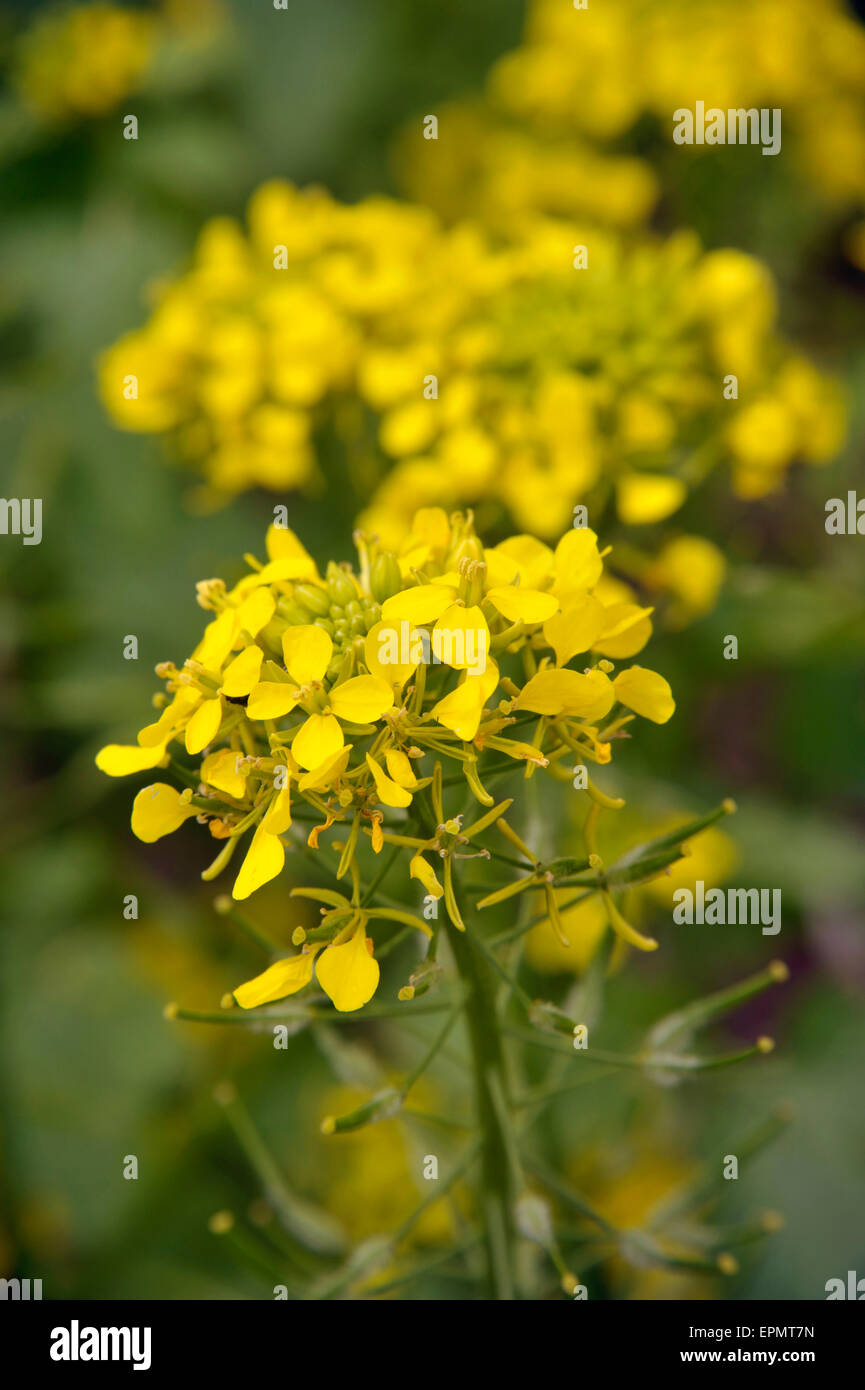 Mustard plants in flower Stock Photo Alamy