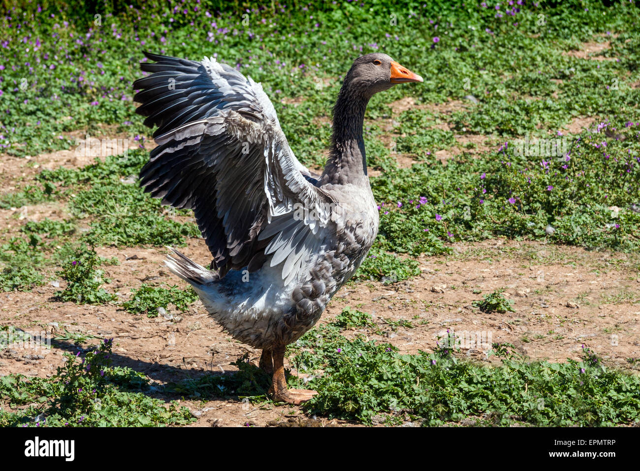 Geese for goose liver pate on farm, Dordogne, Aquitaine, France, Europe Stock Photo