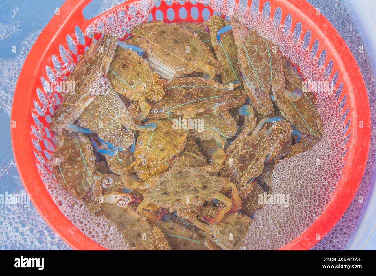 A bucket full of raw crabs, waiting to be food Stock Photo Alamy