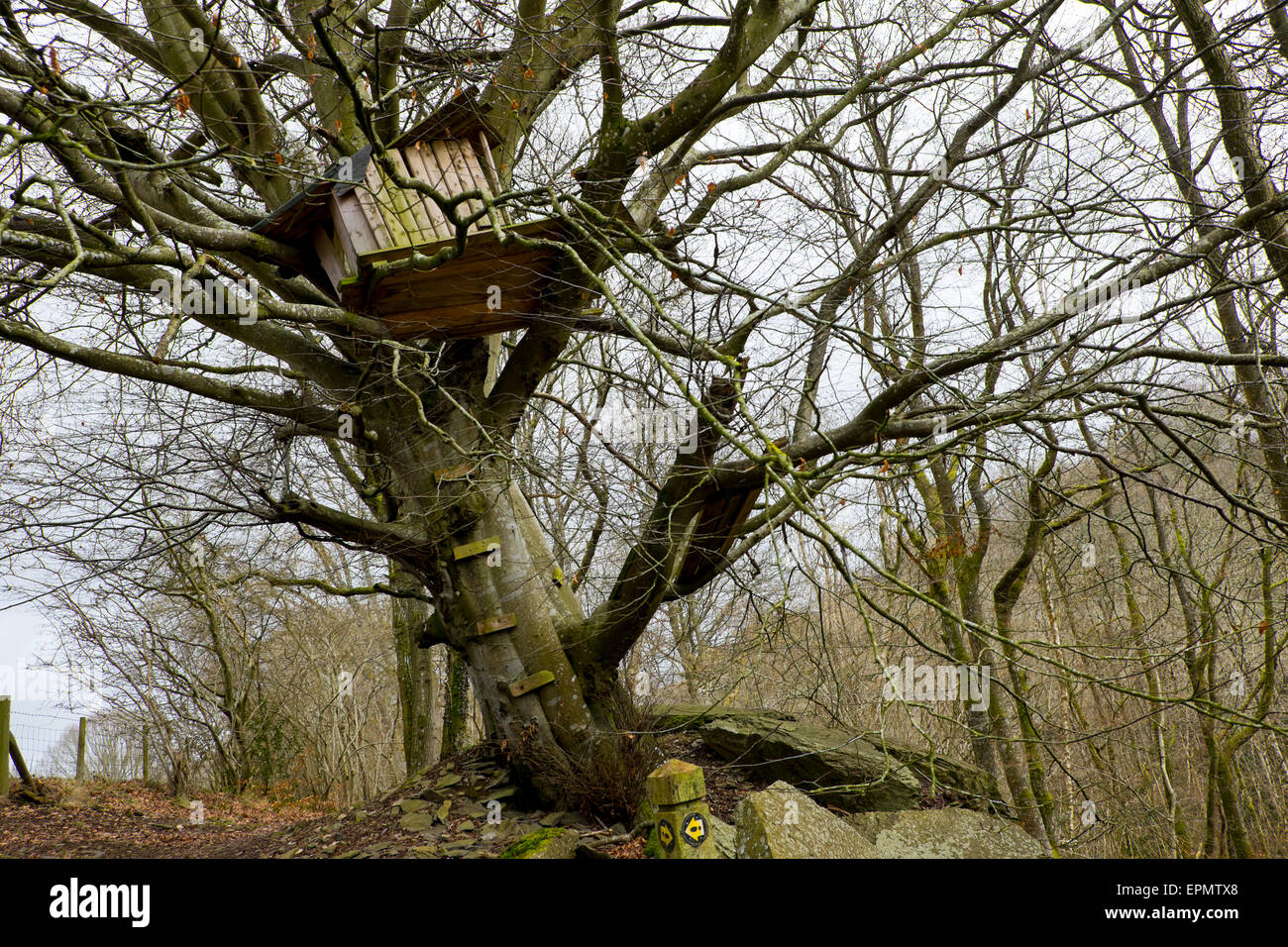 Tree house in wooded hillside near Erwood, Wye Valley, Powys, Mid Wales, UK Stock Photo