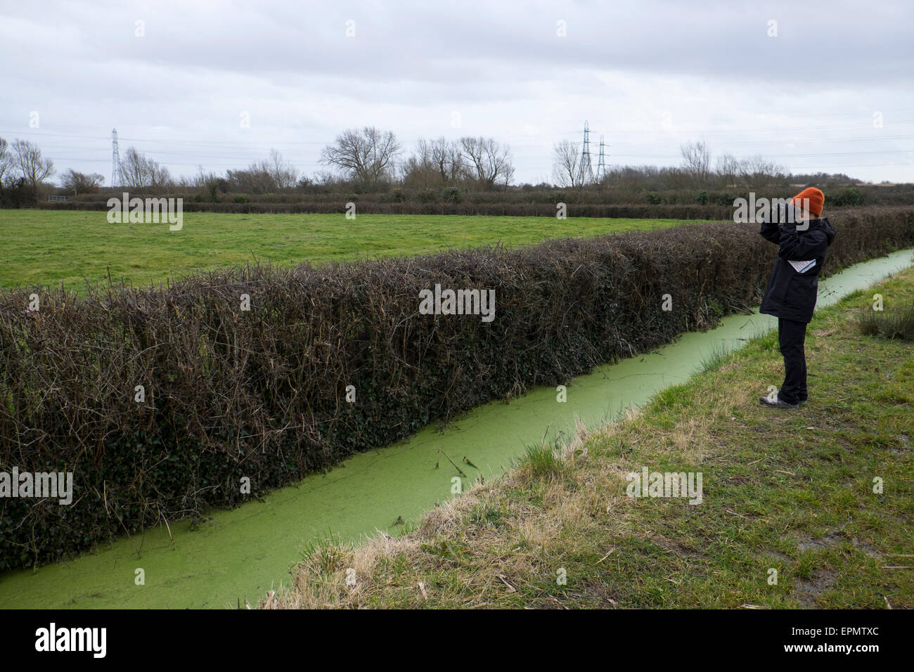 Woman birdwatching near reen on Gwent Levels near Newport, South Wales, UK Stock Photo