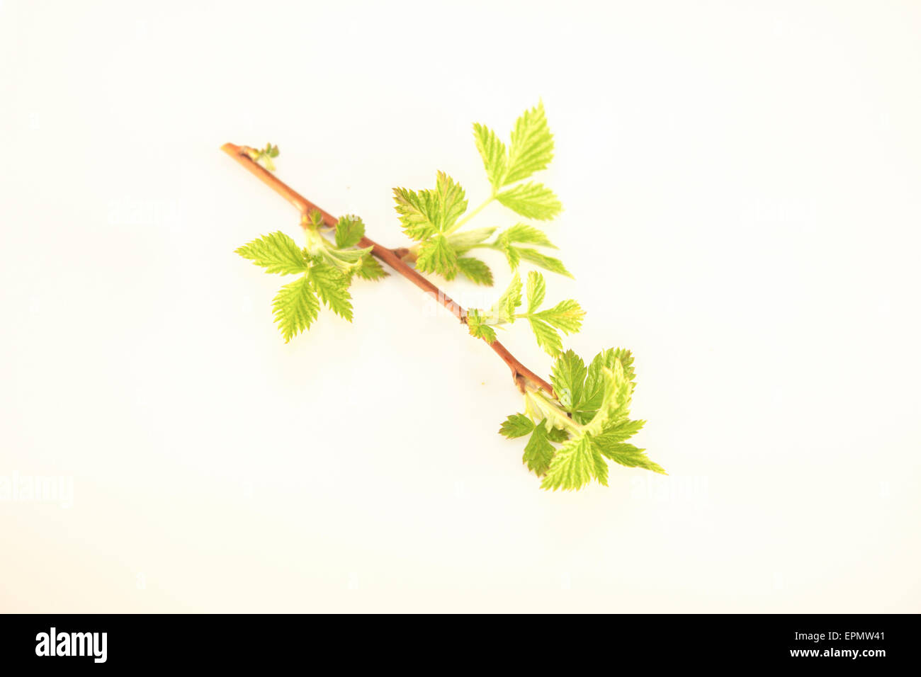 Earley,young, spring rubus blackberry leaves, isolated on white background Stock Photo