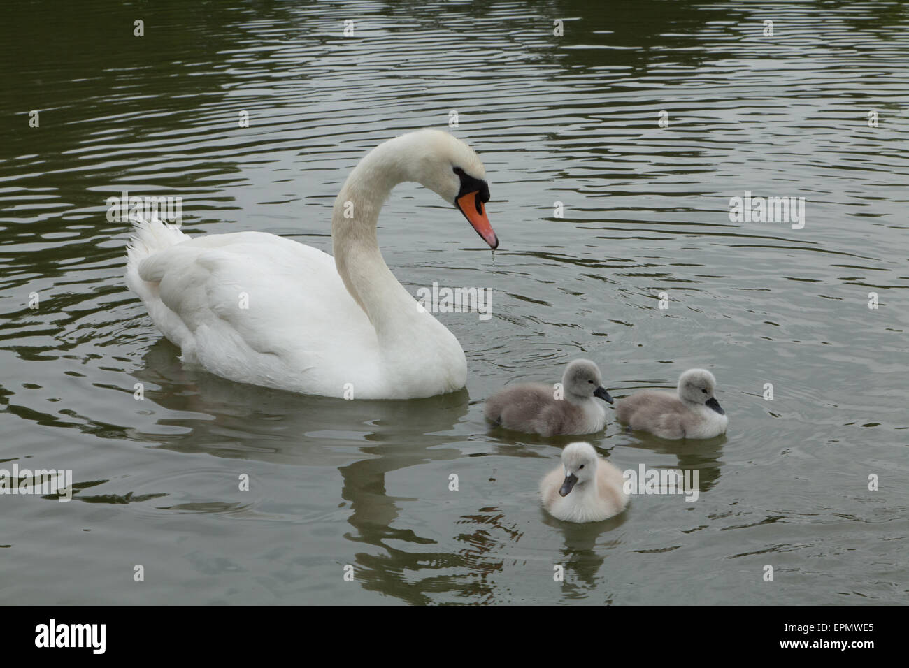 White swan and cygnets. Stock Photo
