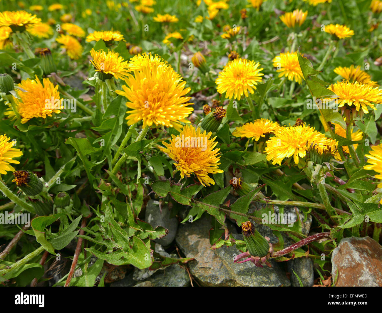 A large group of dandelion weeds covering a lawn with rocks in the foreground. Stock Photo