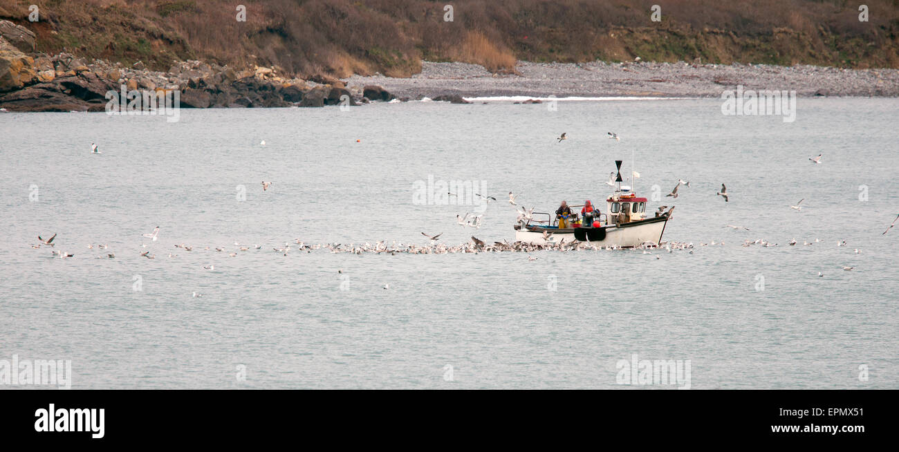 Sea Anglers off the Cornish coast attracting the attention of a flock of gulls, Cornwall, England, UK. Stock Photo