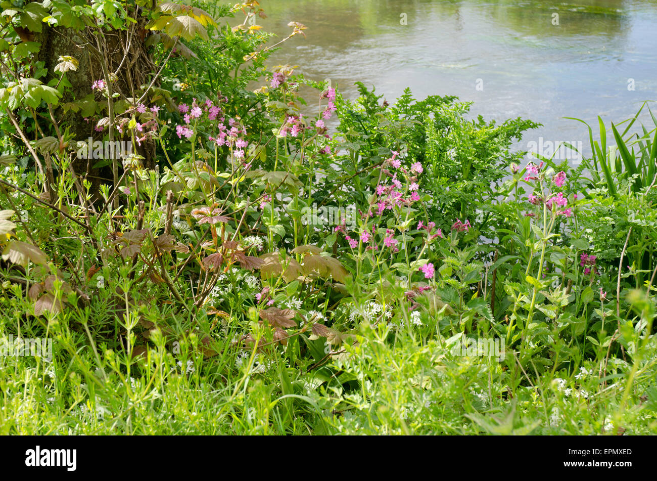 Pink Campion Silene Dioica growing next to chalk stream in Dorset Stock Photo
