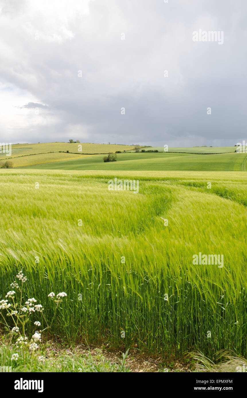 Fields of green wheat in a Dorset Landscape UK Stock Photo