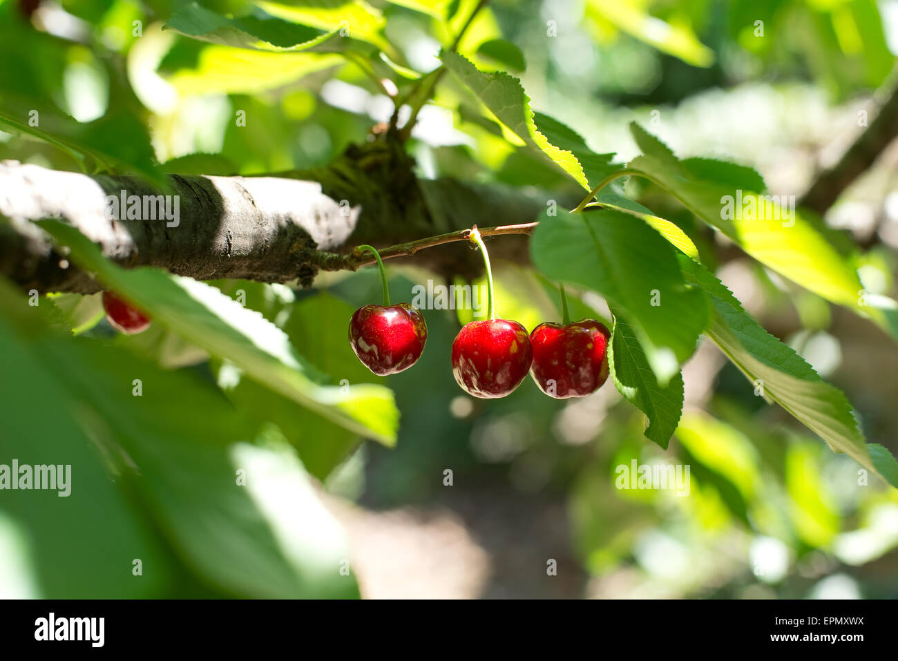 Ecological fresh sweet ripe cherries from Valle del Jerte in Spain, in