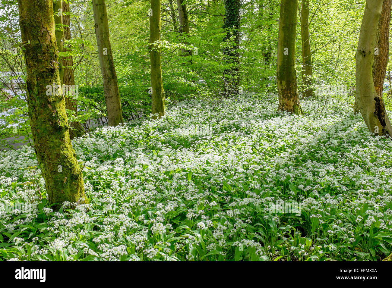 Wild Garlic plants growing in woodlands, Ayrshire, Scotland, UK. Plant is also known as ransoms, buckrams, wood garlic and broad Stock Photo