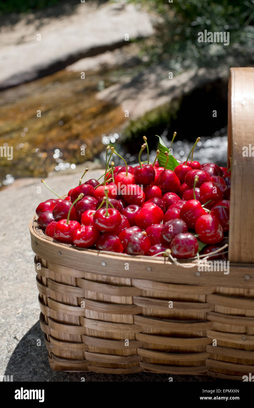 Ecological fresh sweet ripe cherries from Valle del Jerte in Spain, in