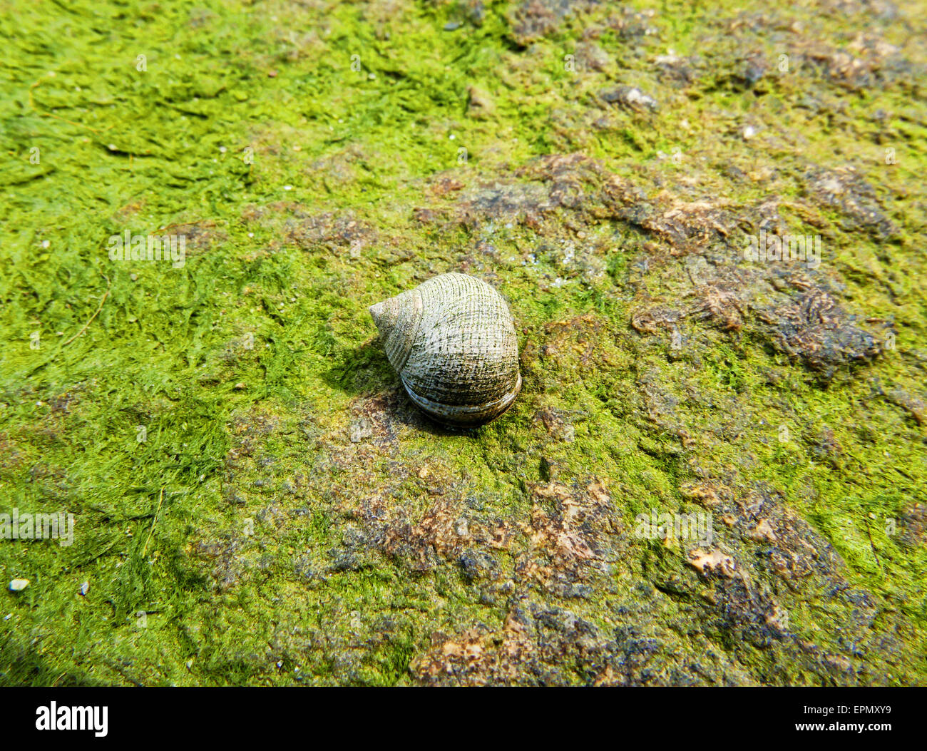 A single common periwinkle snail on a green algae covered rock. Stock Photo