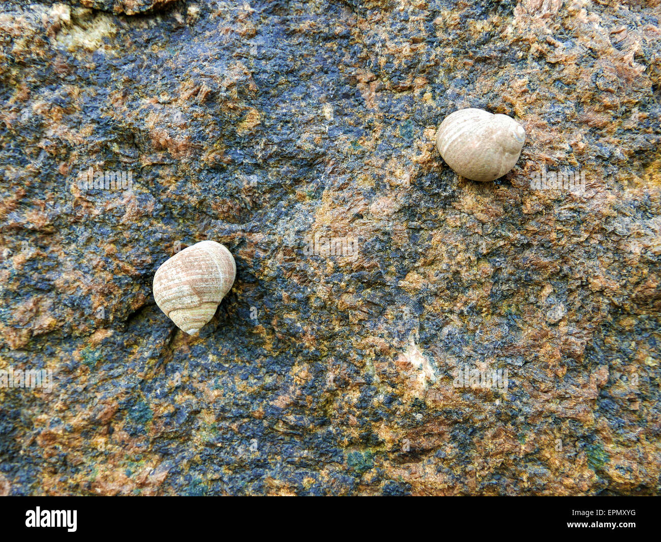 Two common periwinkle snails on a damp rock surface at low tide. Stock Photo