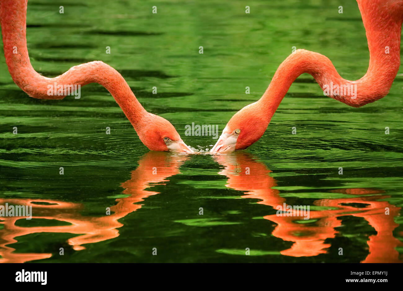 Symmetrical image of 2 flamingos with their necks reflected on the water Stock Photo