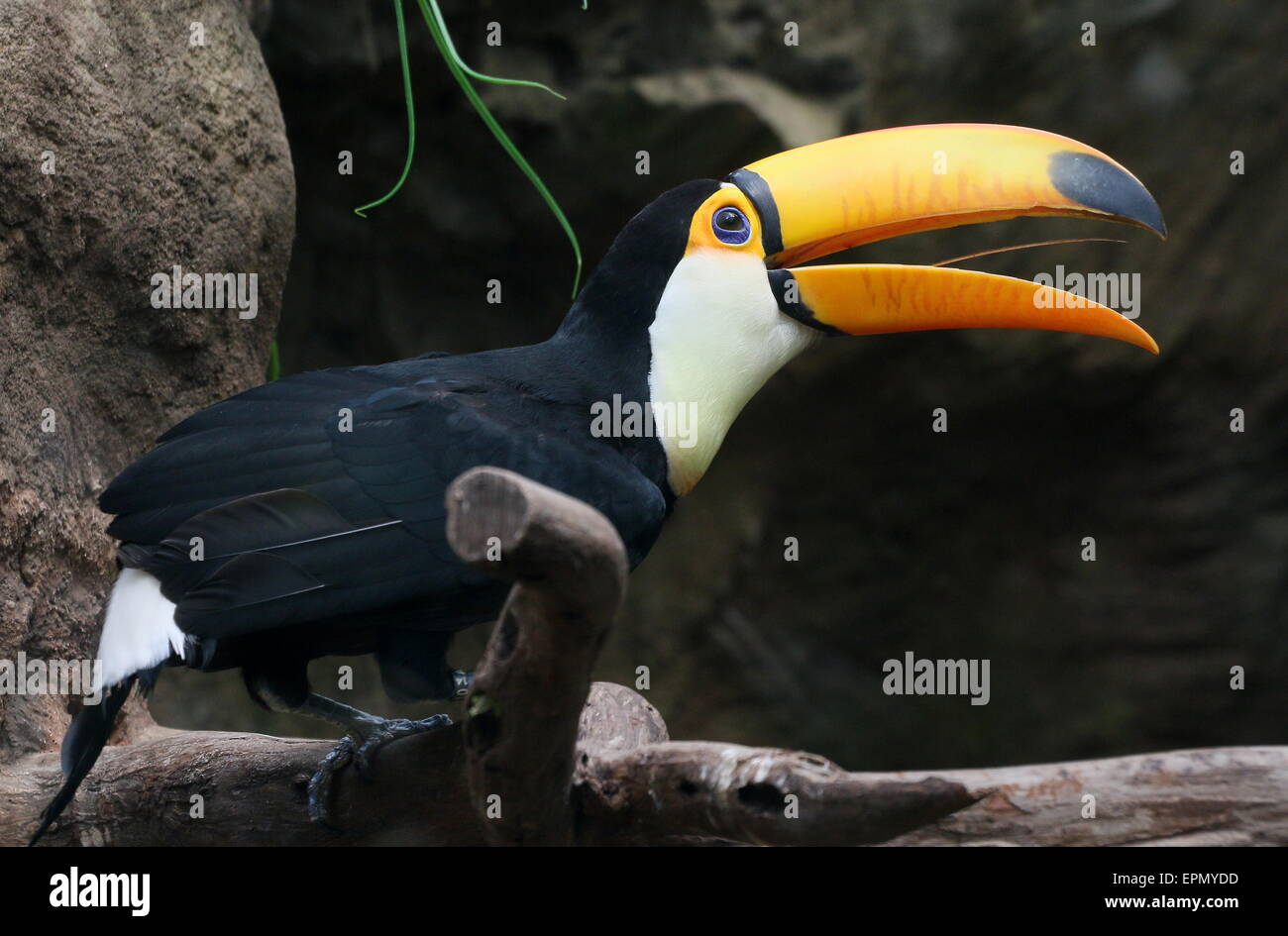 Common or Toco Toucan (Ramphastos toco), native to South America Stock Photo