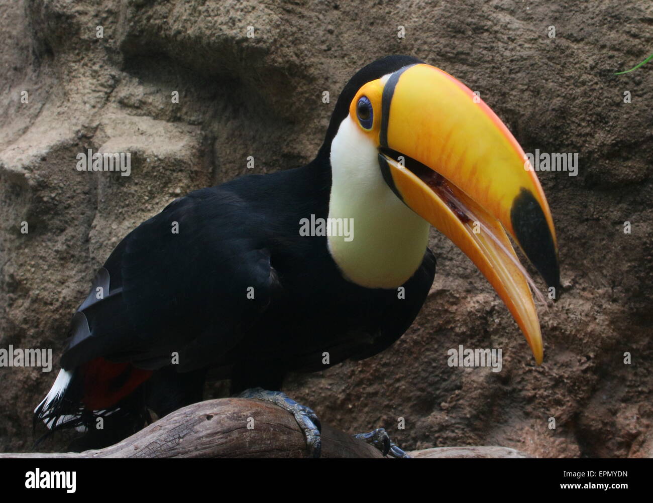 Common or Toco Toucan (Ramphastos toco), native to South America Stock Photo