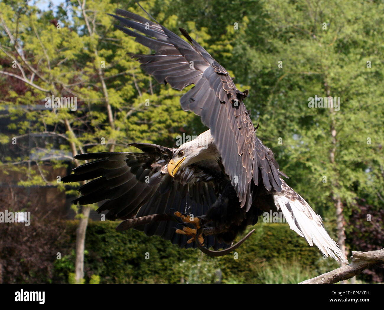 American Bald eagle (Haliaeetus leucocephalus) in flight during a bird demonstration at Avifauna Bird Zoo, Alphen,  Netherlands Stock Photo