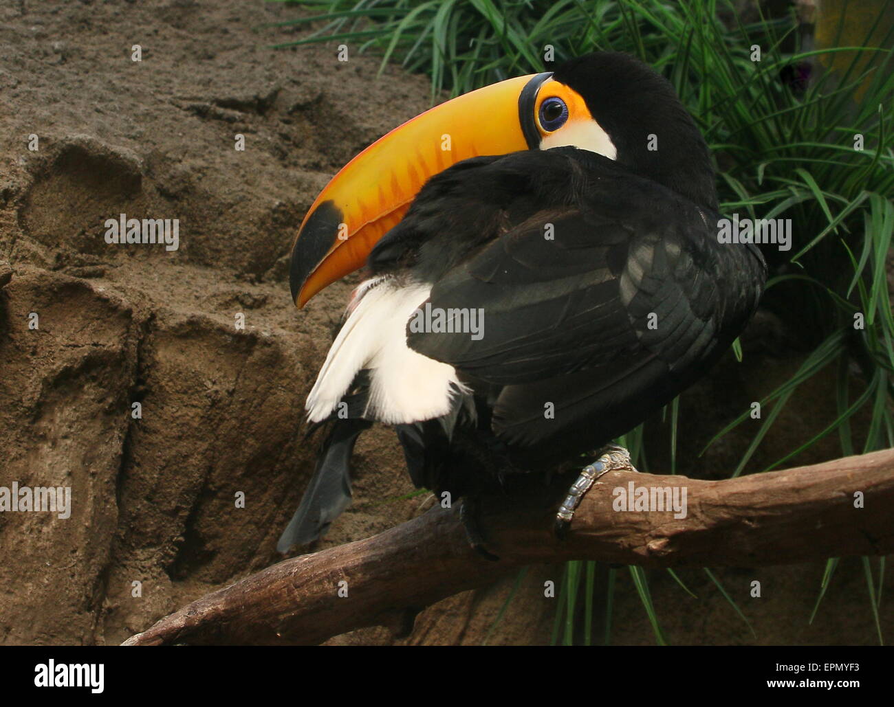 Common or Toco Toucan (Ramphastos toco), native to South America Stock Photo