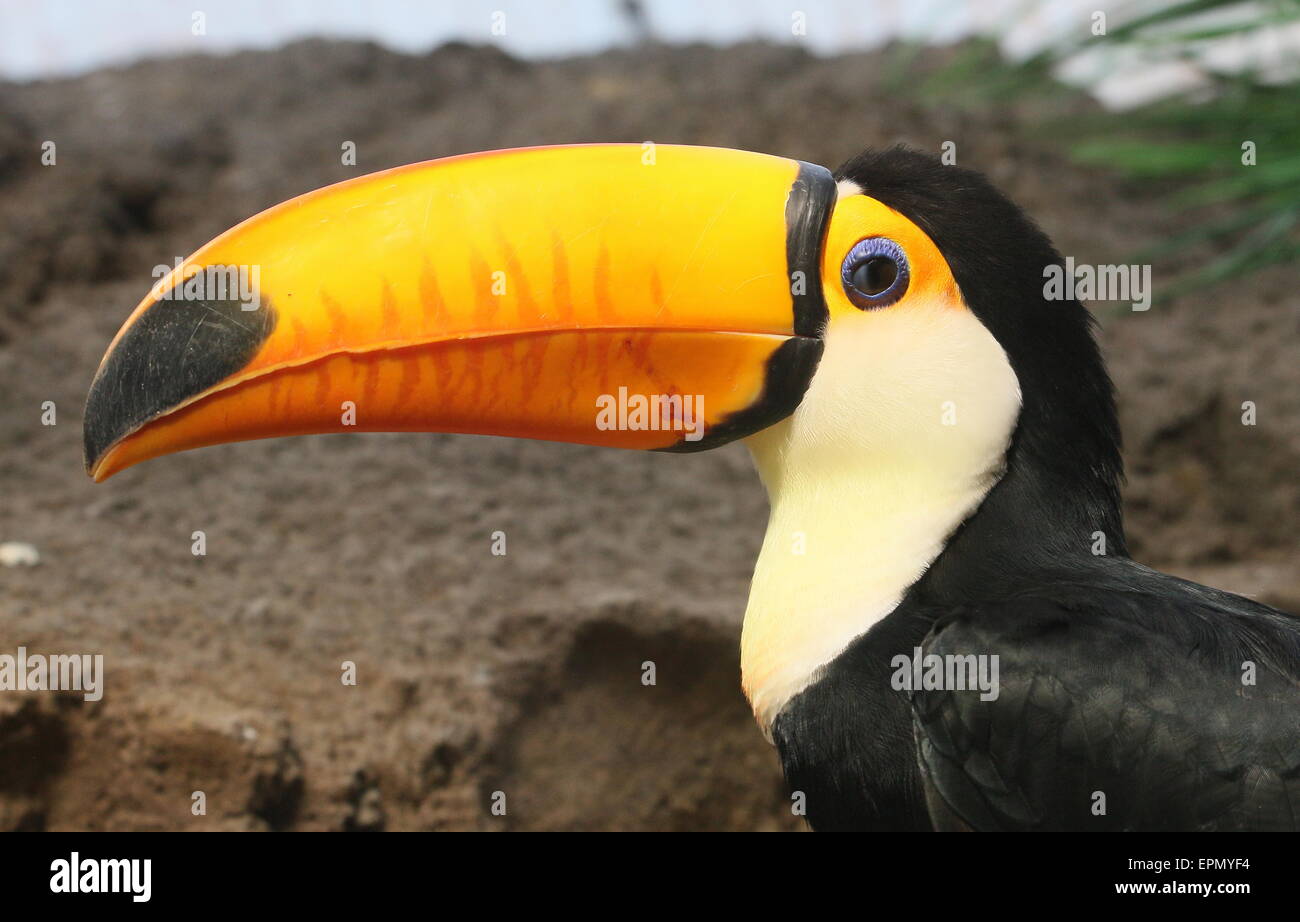 Common or Toco Toucan (Ramphastos toco), native to South America, close-up of the bill. Stock Photo