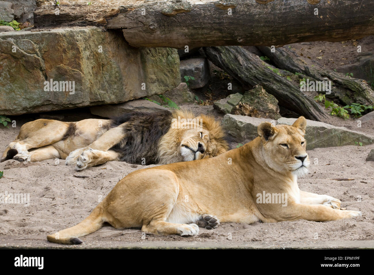 Pride of Lions relaxing in Captivity Stock Photo