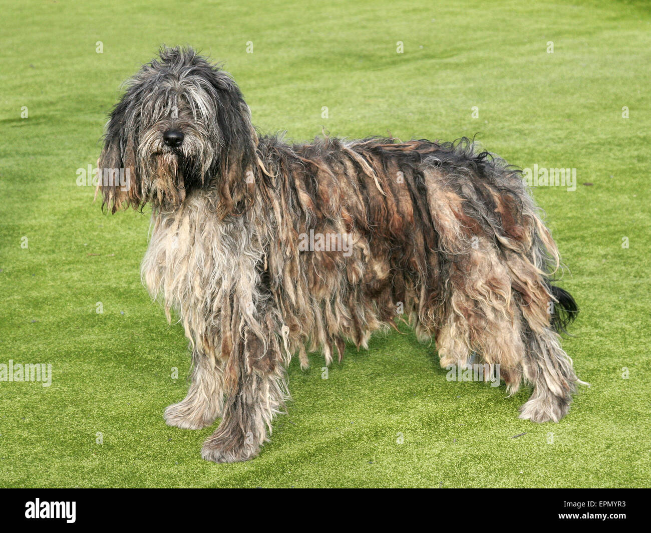 The portrait of Bergamasco Shepherd dog in the garden Stock Photo