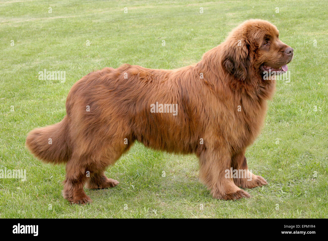 The portrait of Newfoundland brown dog in the garden Stock Photo