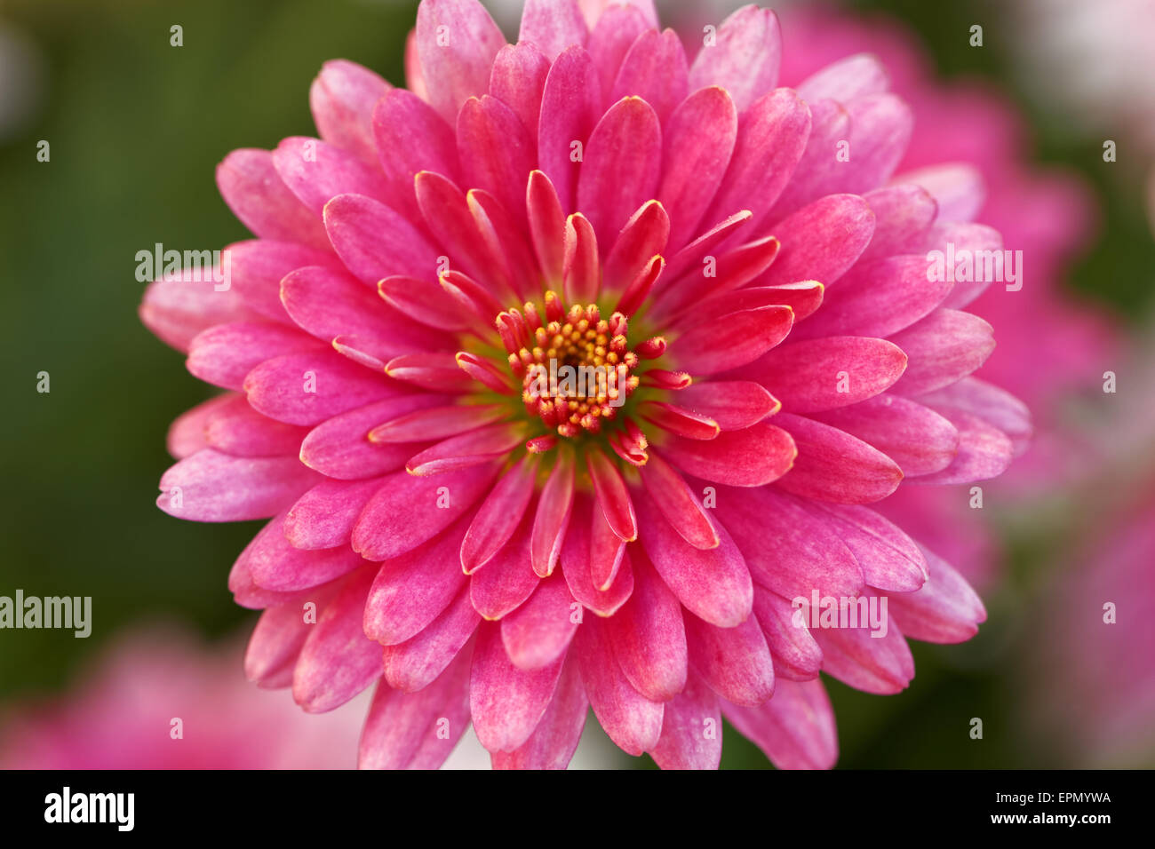 Beautiful red pink decorative dahlia flower from garden close up macro bloom Stock Photo