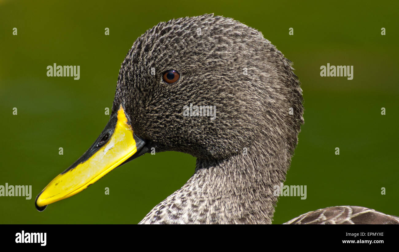 A closeup of an African yellow-billed duck. Stock Photo