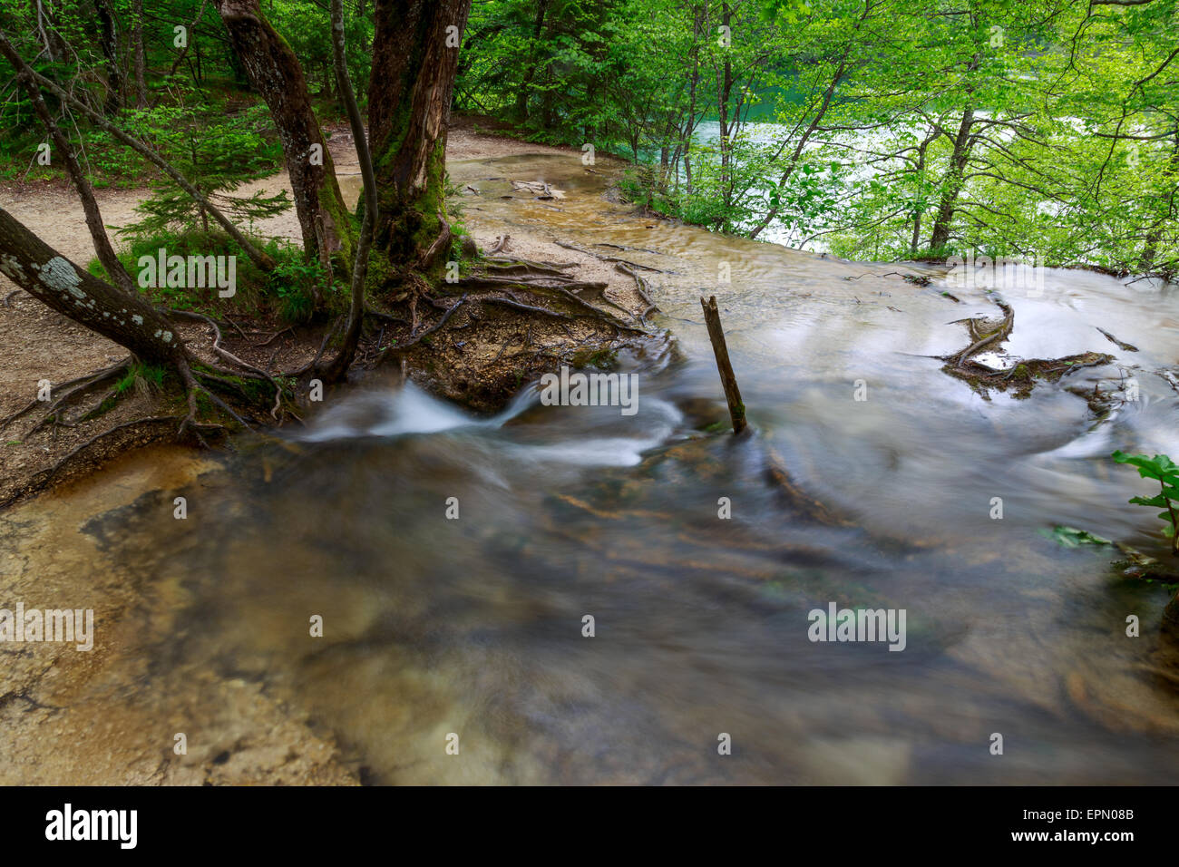 Spring forest creek in Plitvice National park -Croatia Stock Photo
